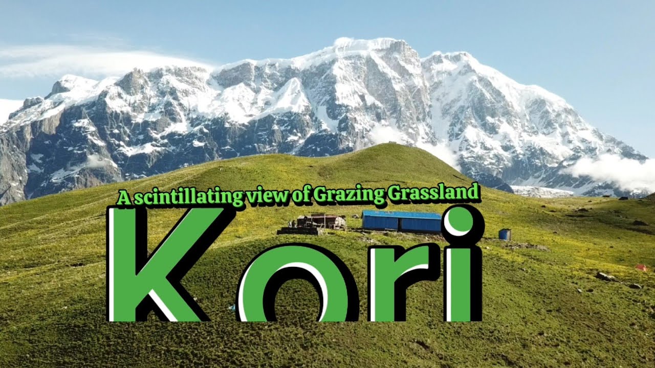 Kori in monsoon || A scintillating view of Grazing Grassland