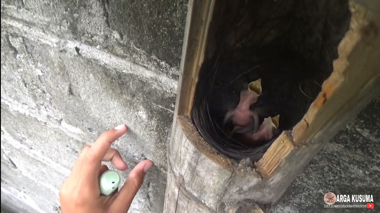 MELIHAT PERKEMBANGAN BURUNG TLEDEKAN DI KANDANG AVIARY