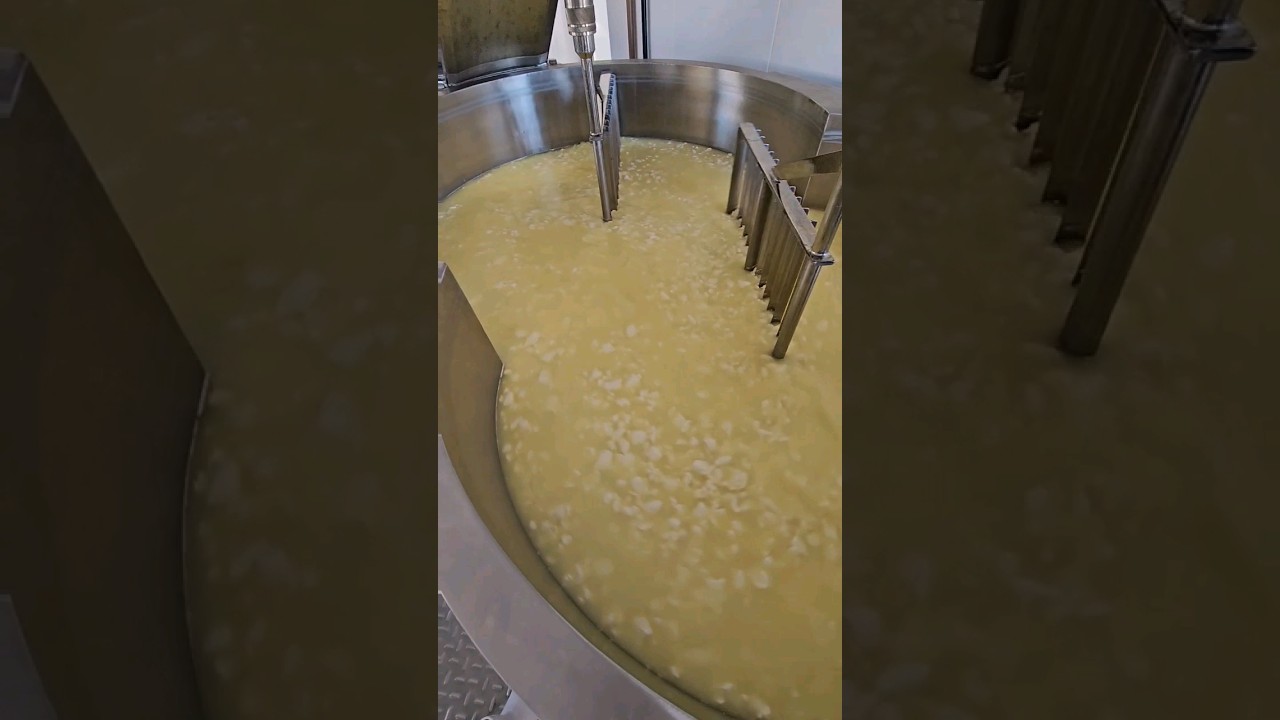 Produ&ccedil;&atilde;o de mussarela, fabrica&ccedil;&atilde;o do queijo mussarela, como fabricar queijo mussarela #mussarela