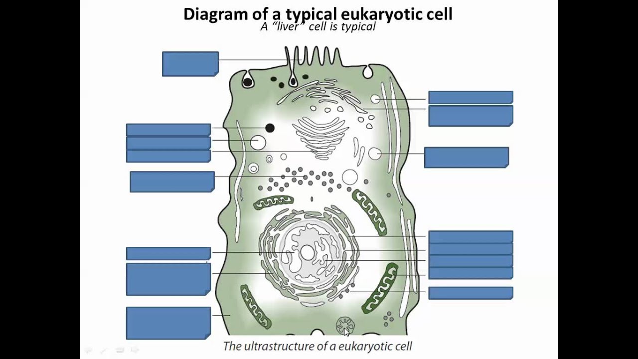 Прокариотические и эукариотические клетки (IB Biology)