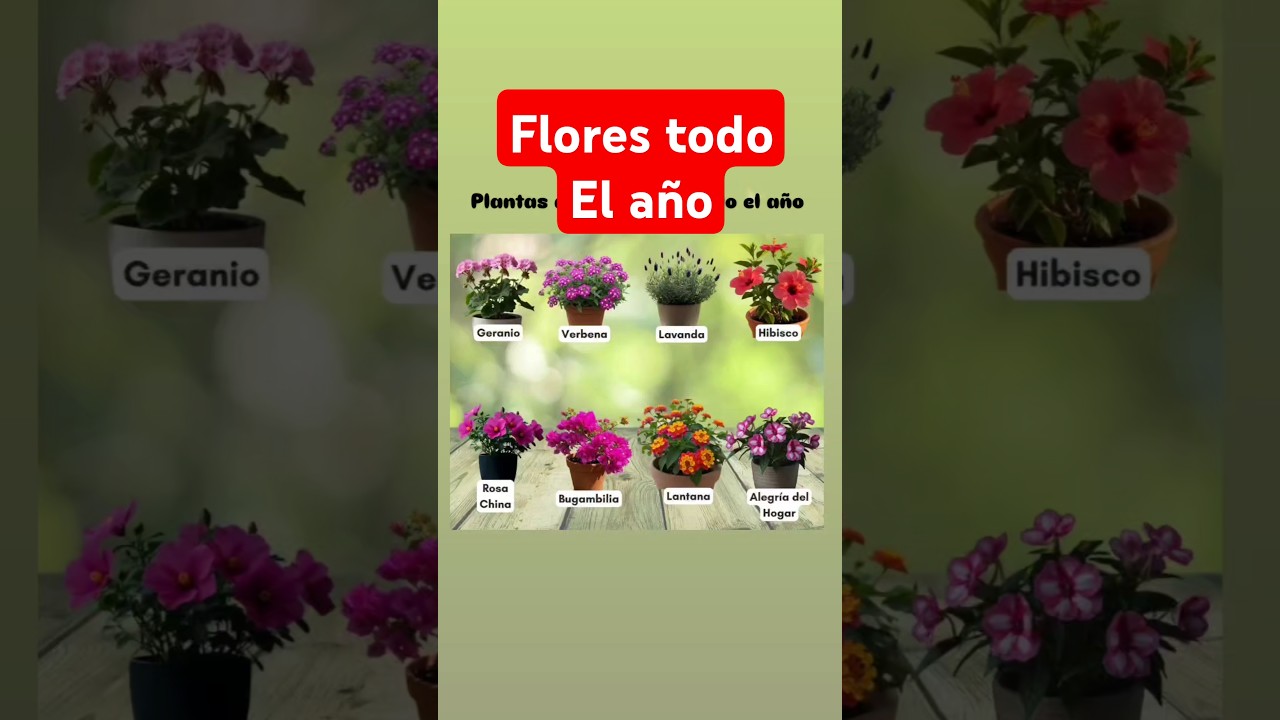 plantas que florecen todo el a&ntilde;o  #flores #plantasqueflorecen  #tipsplantas #consejosplantas