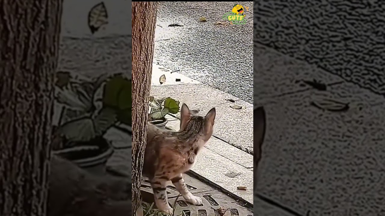 Pets Cat Funny and Cute #funny #cat #kompilasilucu #pets #animals #kompilasi #cute #funnycats