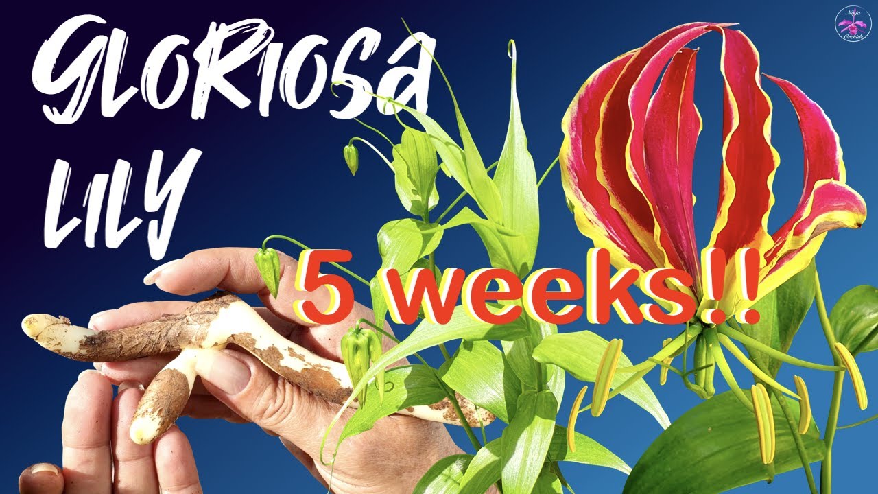 Gloriosa Lily Growth from Tuber to Removing Vines | Care Tips | Toxicity Information #ninjaorchids
