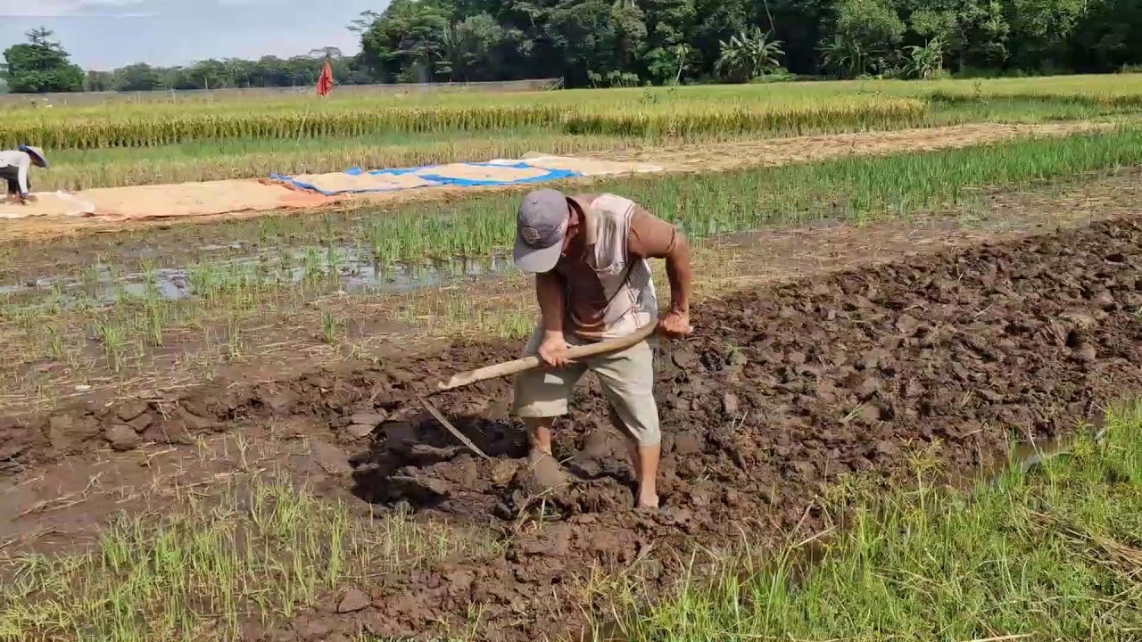 SMART RICE FIELD PROCESSING – EASY TOOLS, AMAZING RESULTS - Agriculture Gardening