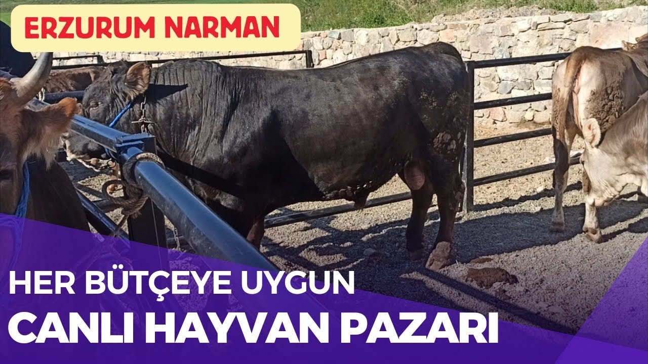 HER BÜTÇEYE UYGUN KURBANLIKLAR / ERZURUM NARMAN CANLI HAYVAN PAZARI