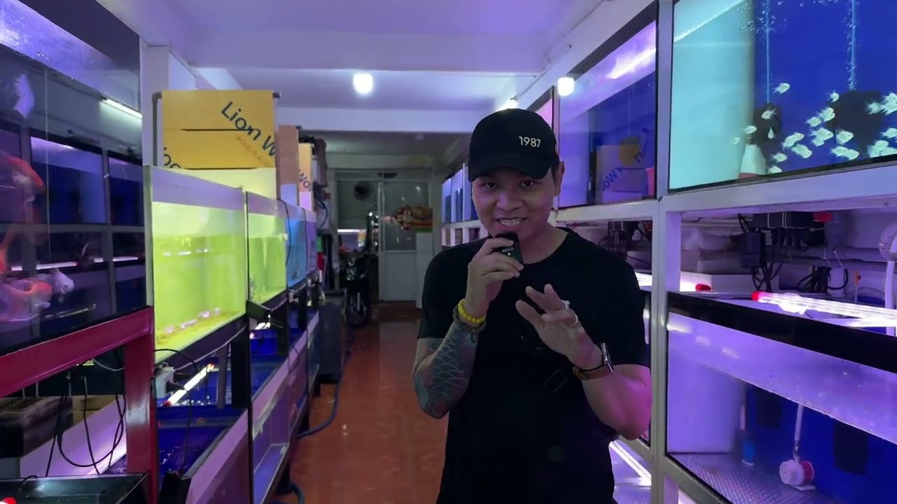 Top 10 loại cá chép sư tử phi tần vàng đỏ đen trắng đủ màu | Saigon Fish 4K