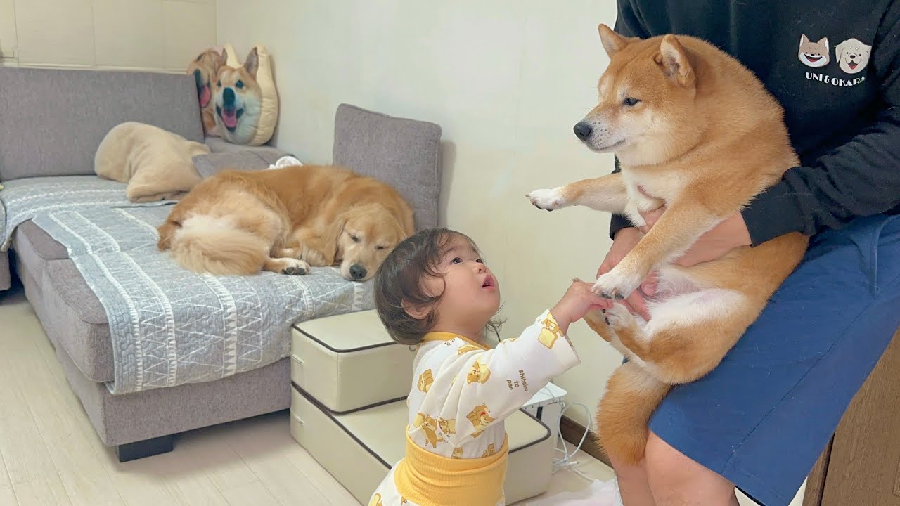朝から突然歩けなくなった豆柴といつもと違う豆柴の症状を心配する1歳児