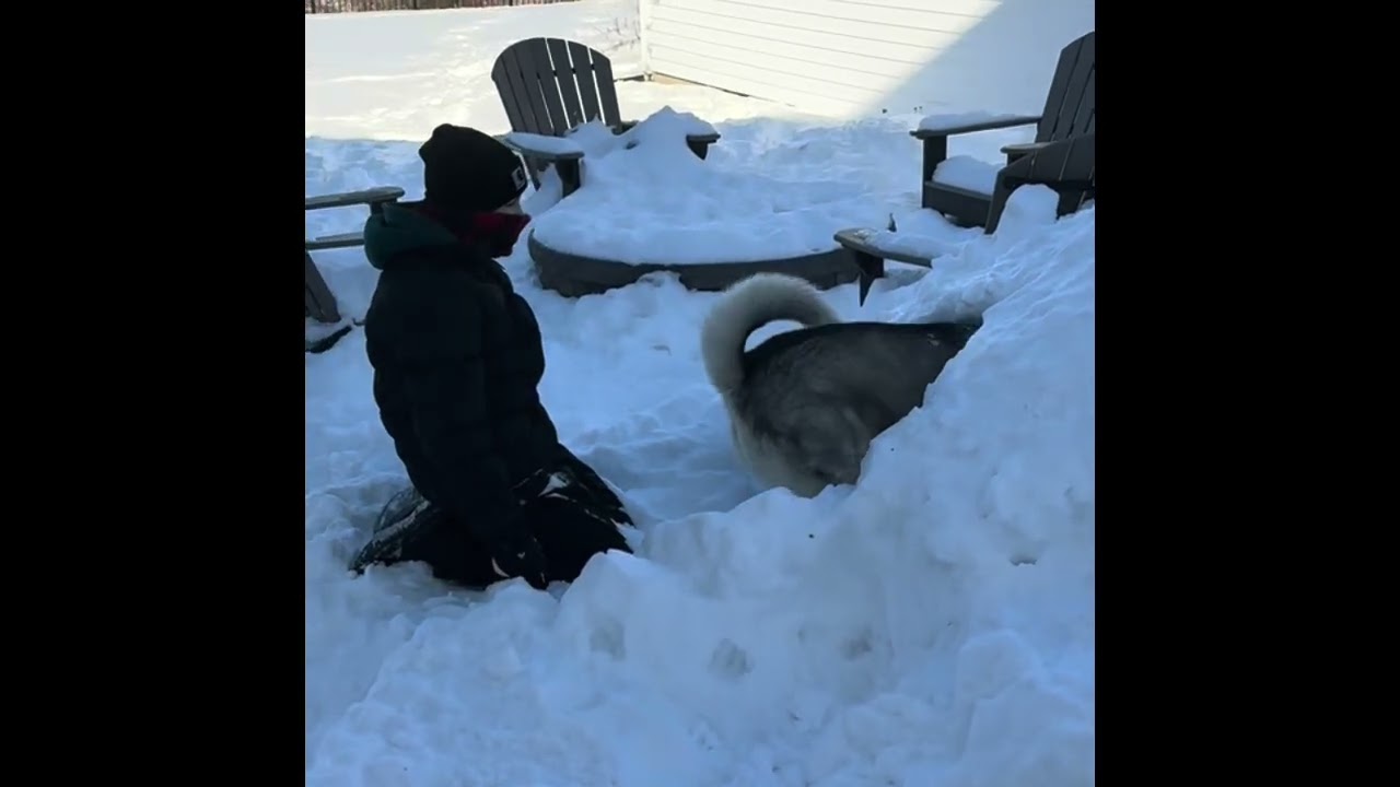 Husky loves his new igloo #siberianhusky #snow