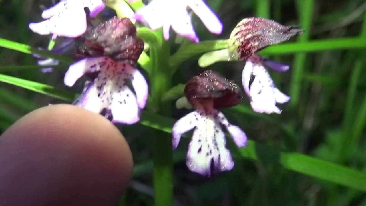1-Orchidées et fleurs sauvages rares au bord des routes