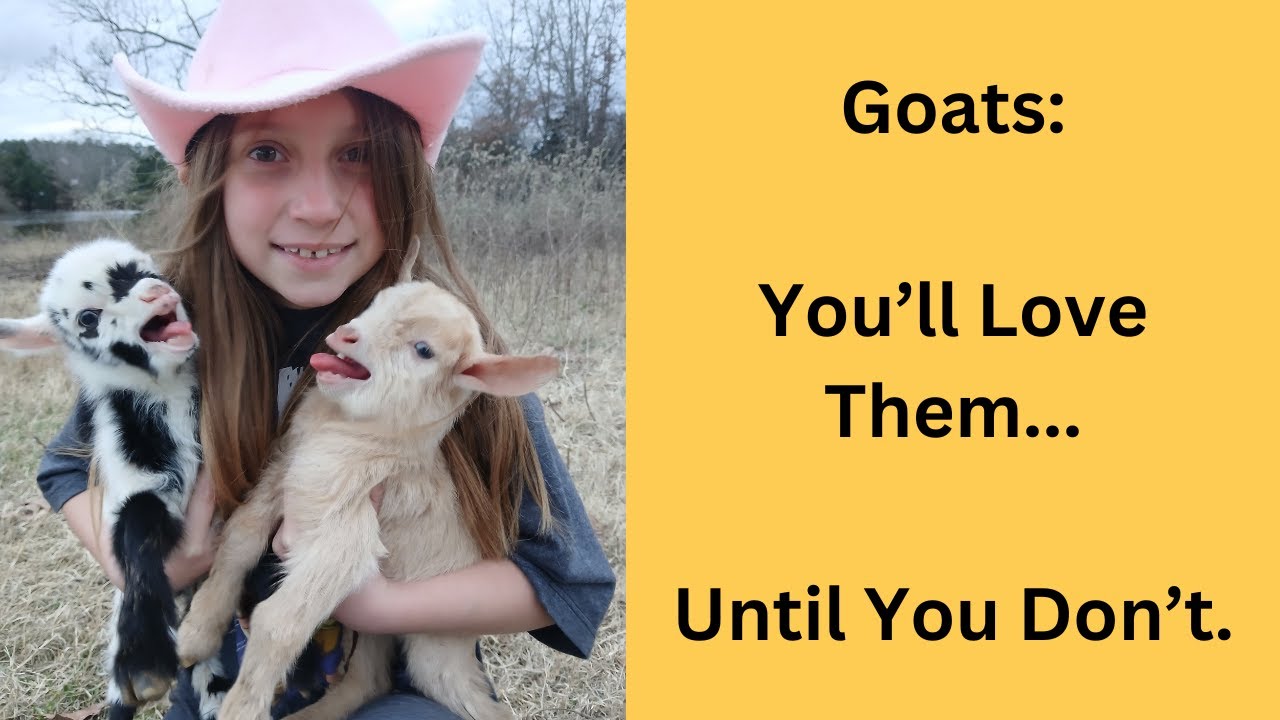 Thinking of Adding Goats? What Every New Homesteader Should Know!
