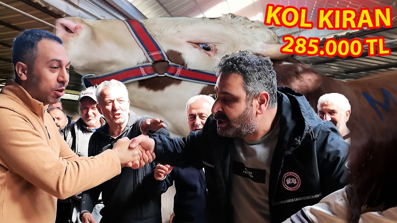 KOL KIRILAN PAZARLIK / BÜYÜK DANA  SATILDI 285,000 TL