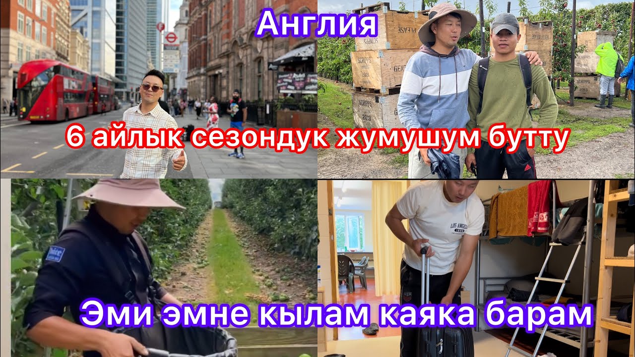 Англияда ферма дагы жумуш договорум бутту жумуштан чыктым эми каяка барам#worke