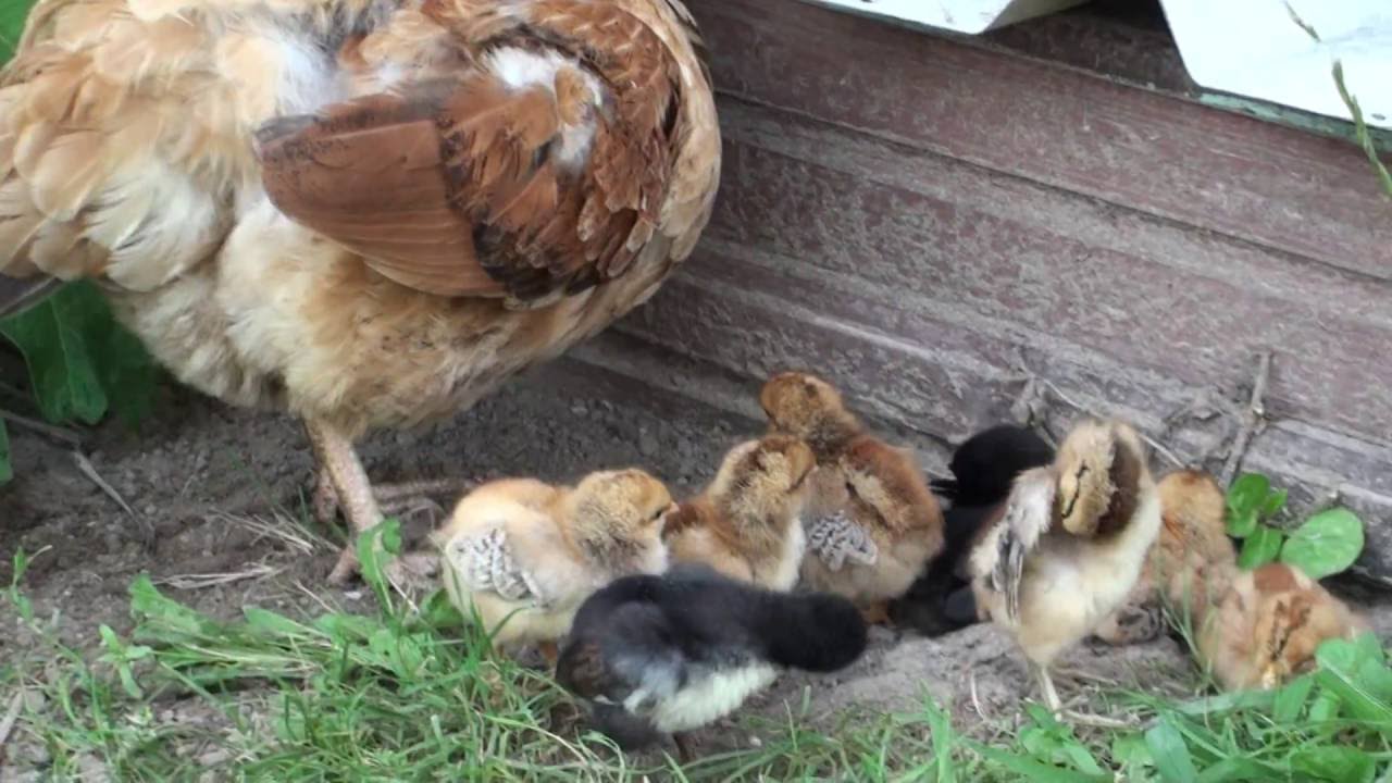 Kwoka i pisklęta. Hen and chicks.
