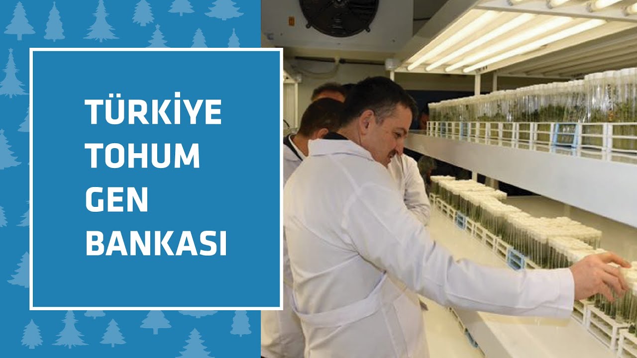 Türkiye Tohum Gen Bankası