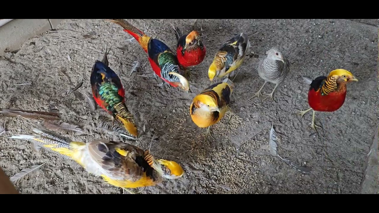 금계 은계 황금계 백한 종란 주문 받습니다.