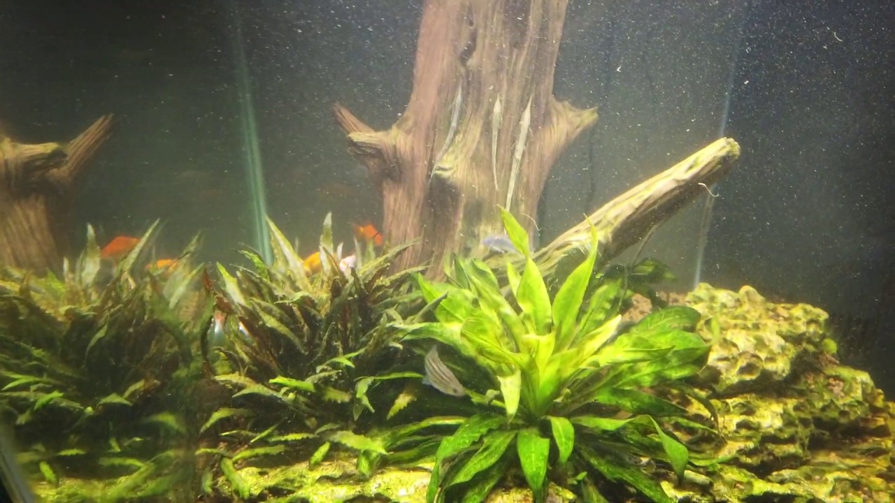 Adding  Ryukins, Ranchus, and Orandas to the 90 Gallon - How will they do in a Planted Tank