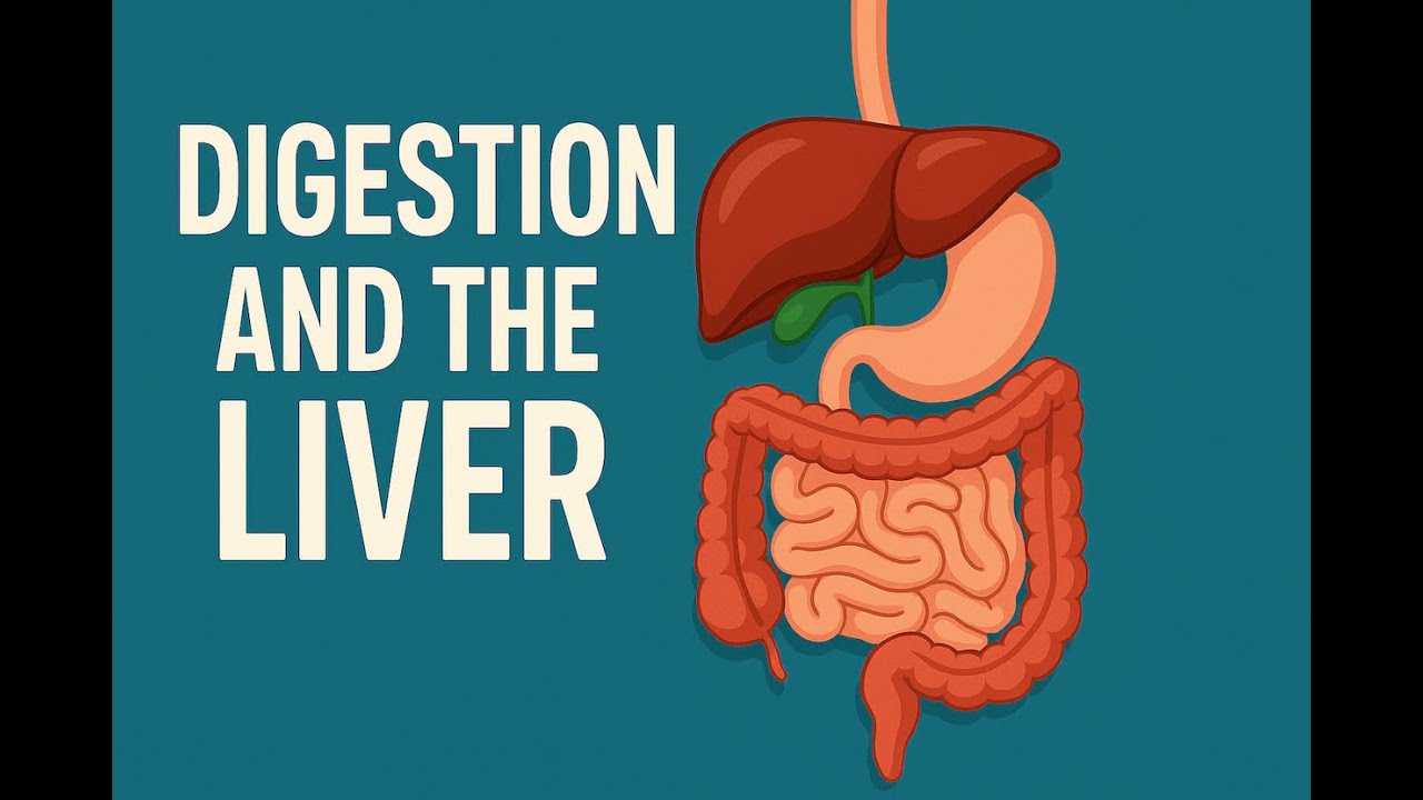 Digestion and the Liver Lesson 4 | Liver Immune Function & Cardiovascular System