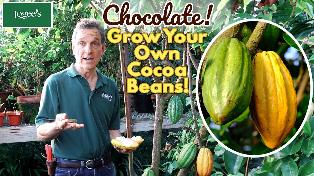 Какао-растение (Theobroma cacao 'Trinitario') — выращивайте свои собственные какао-бобы дома!