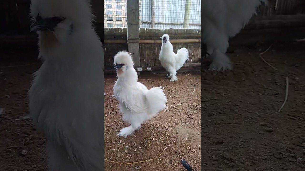 Pure white american Silkie | Just eight month
