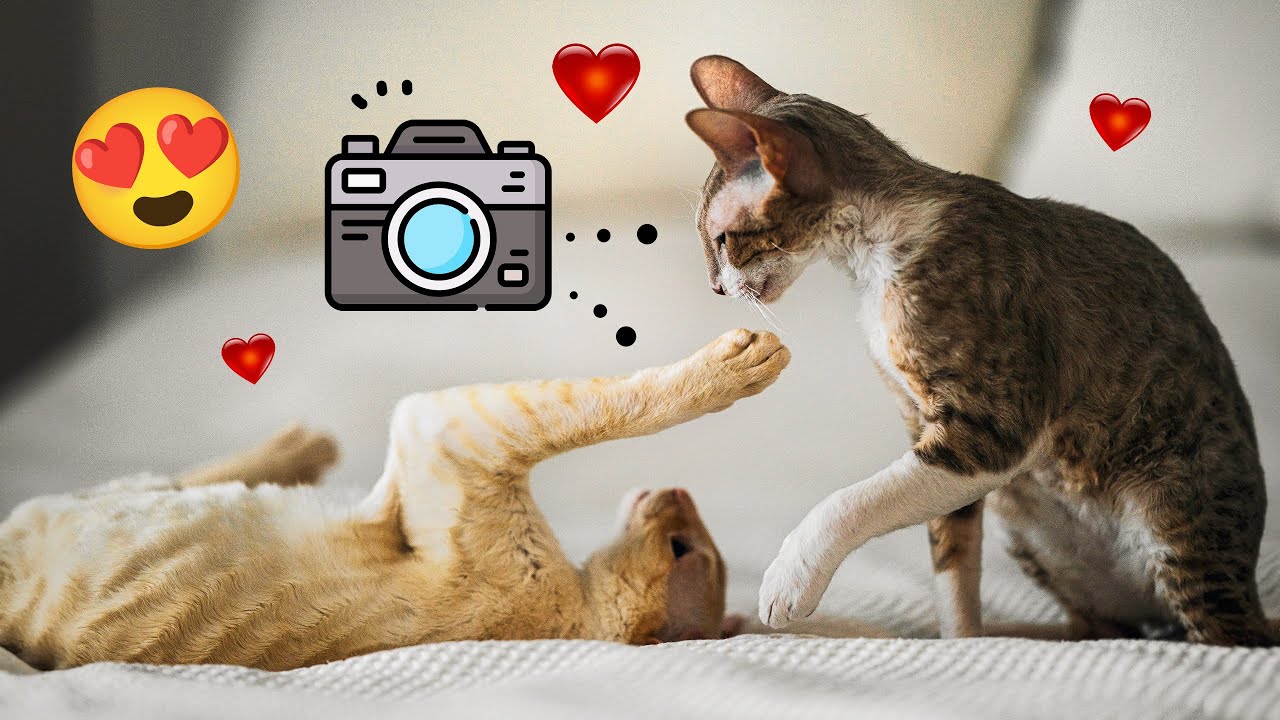 Voici comment PHOTOGRAPHIER vos ANIMAUX de COMPAGNIE ! 🐶📸🐱