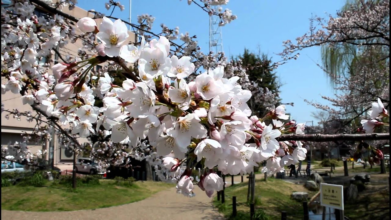 Sakura around the Nijo Castle, Kyoto - Japan 【HD】
