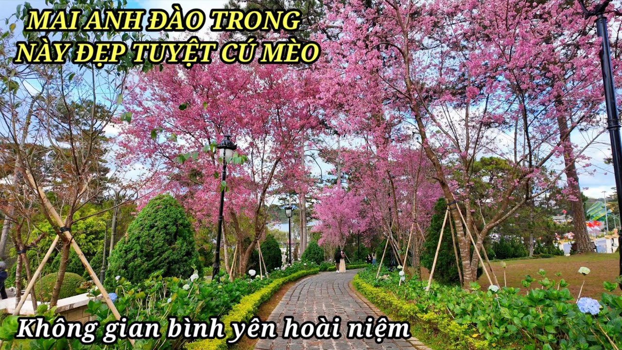 Nơi có hoa Mai Anh Đào đẹp không gian hoài niệm và bình yên ở Đà Lạt