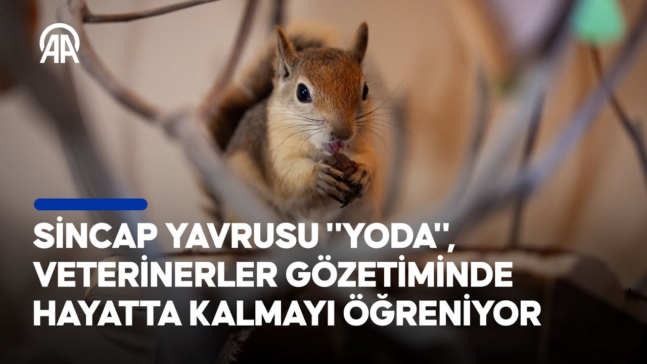 Sincap yavrusu 