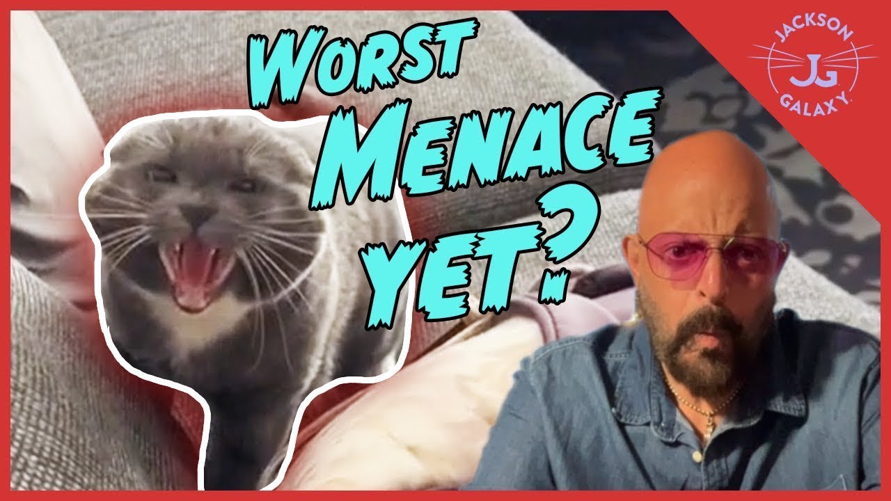 Worst Menace Yet? Cat Expert Reacts!