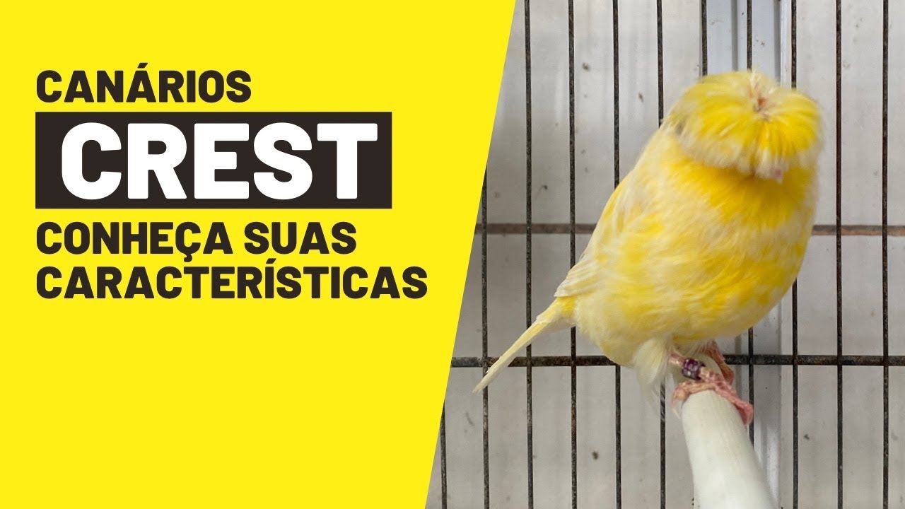 COMO DEVE SER O CANÁRIO CREST