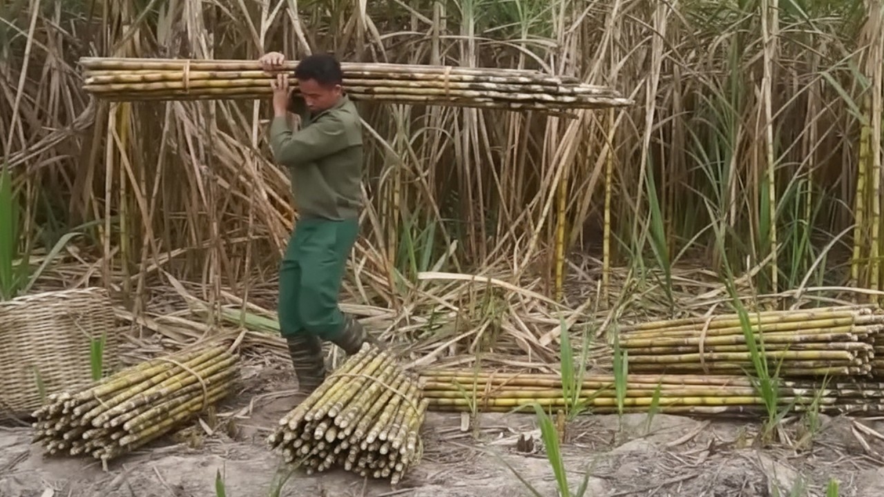 Hardworking Farm Day Cleaning the Yard Harvesting Sugarcane and Picking Eggplants for Market
