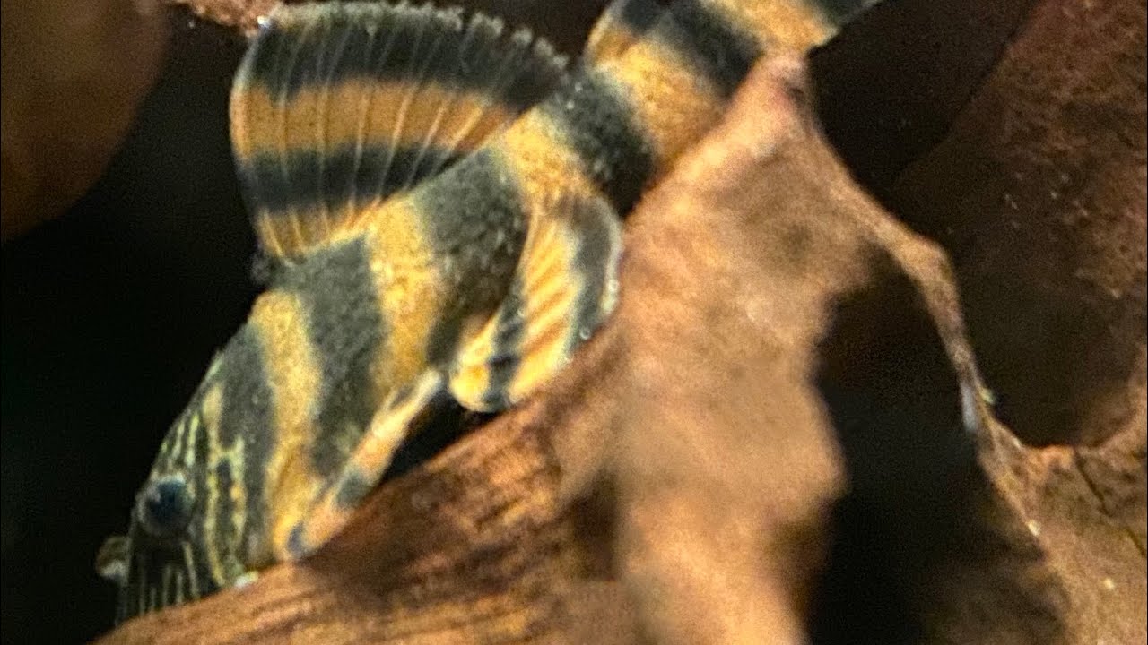 L397 - Pleco Colony