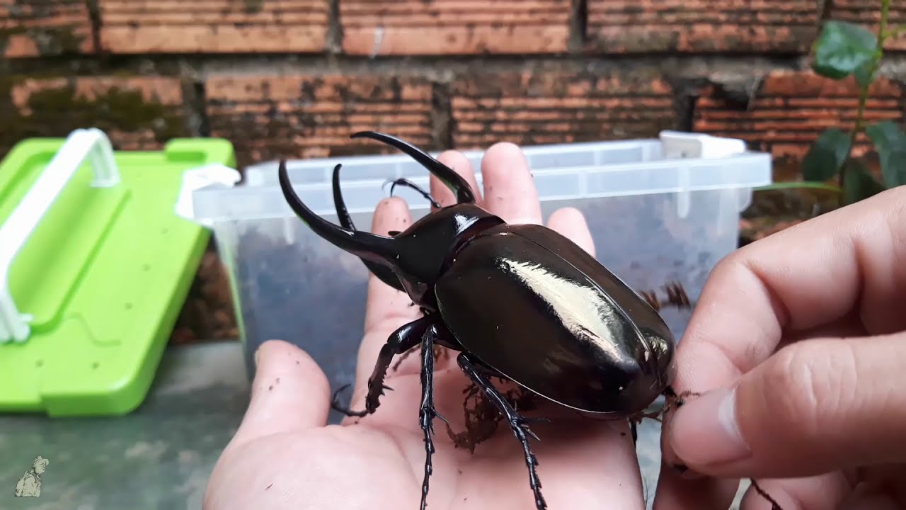 BỌ CÁNH CỨNG TO NHẤT VIỆT NAM | CHALCOSOMA CAUCASUS