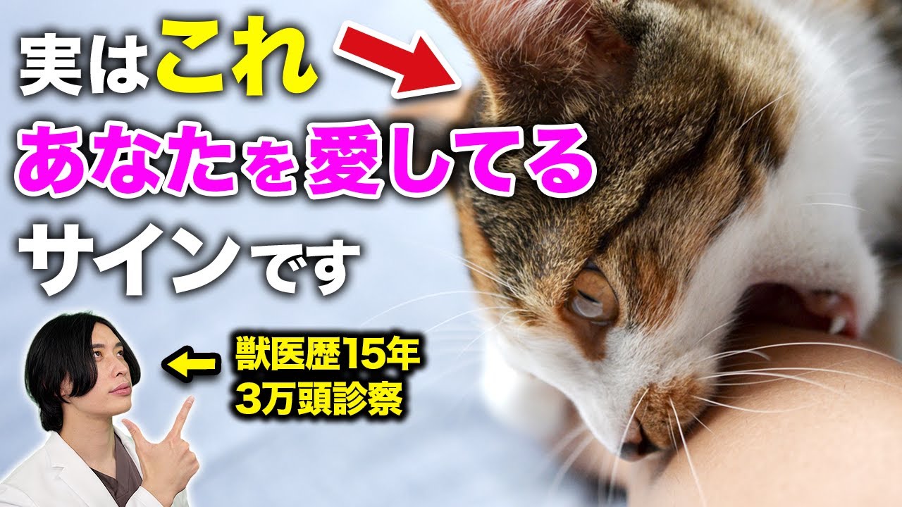 【獣医解説】それ実は愛されています。猫が大好きな人にだけ見せる究極のサイン5選