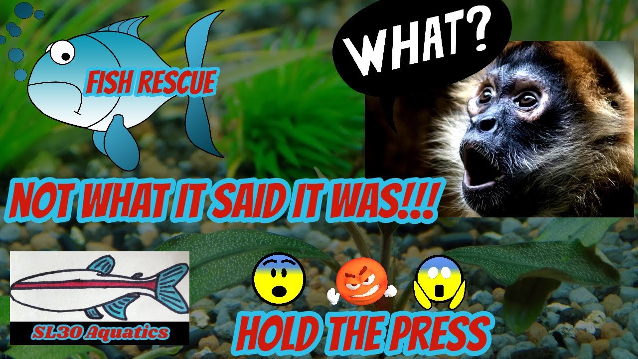 FISH RESCUE CRAZY- Not What I was Expecting...| SL30 Aquatics