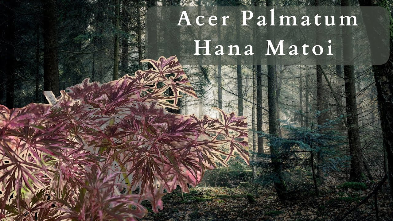 Discover The Stunning Beauty Of Acer Palmatum Hana Matoi!