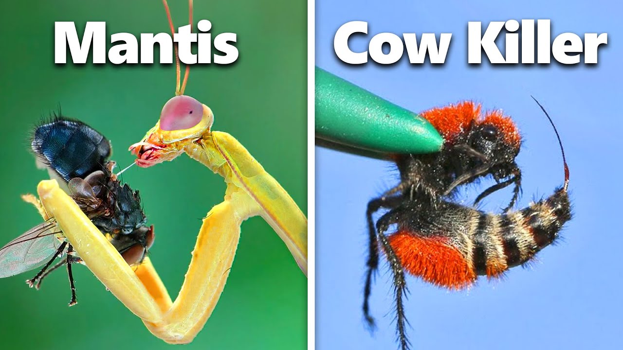 I Built Homes For Exotic Insects...