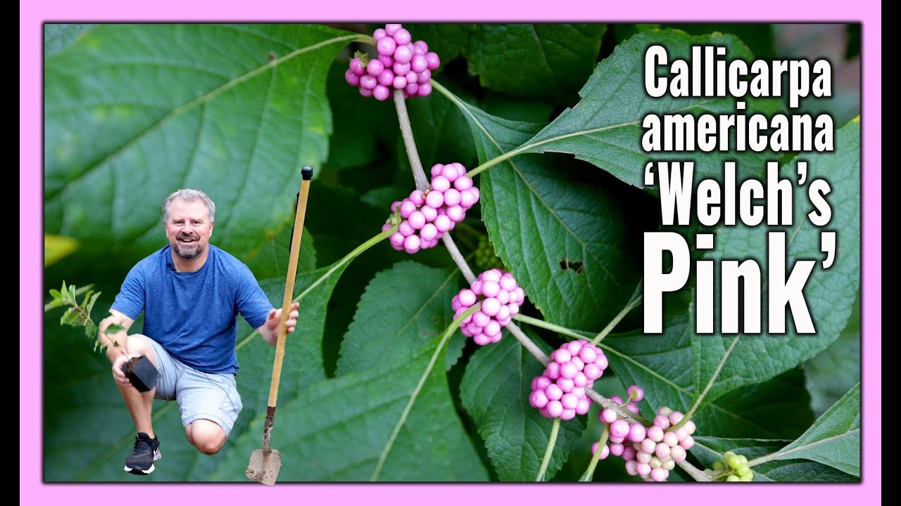 Потрясающая розовая красивоплодная ягода — Callicarpa americana 'Welch's Pink'