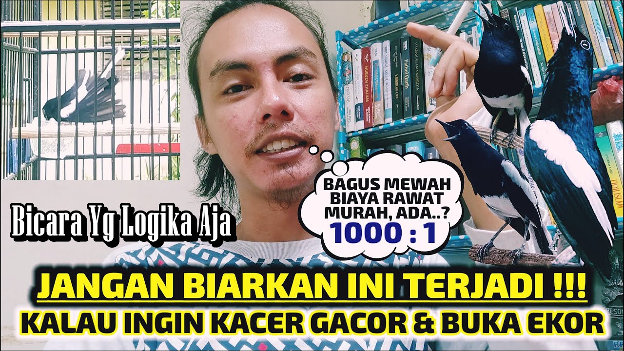 HINDARI HAL INI TERJADI, MAKA KACERMU AKAN STABIL GACOR DAN BUKA EKOR