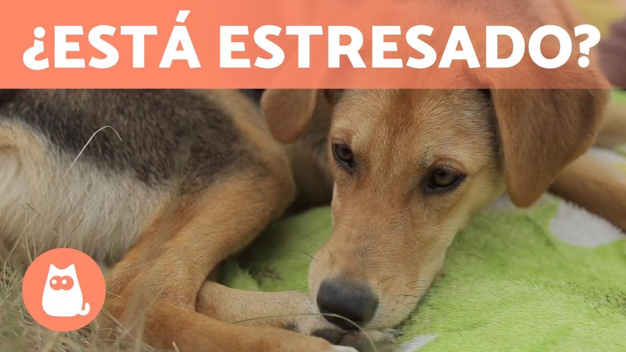 10 SE&Ntilde;ALES de ESTR&Eacute;S en PERROS 🐶 &iquest;C&oacute;mo ayudarlo?
