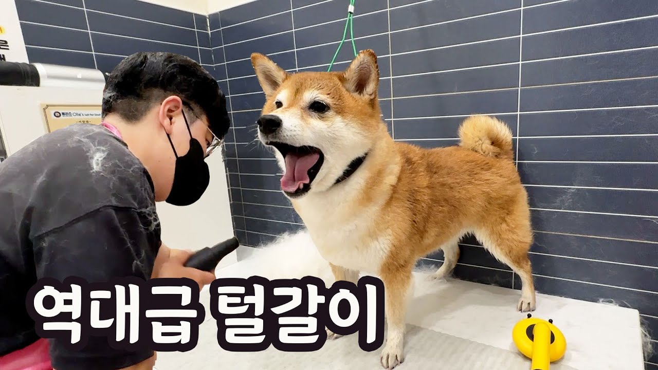역대급 시바견 목욕 털 전쟁이 또 시작됐어요..ㅠㅠ