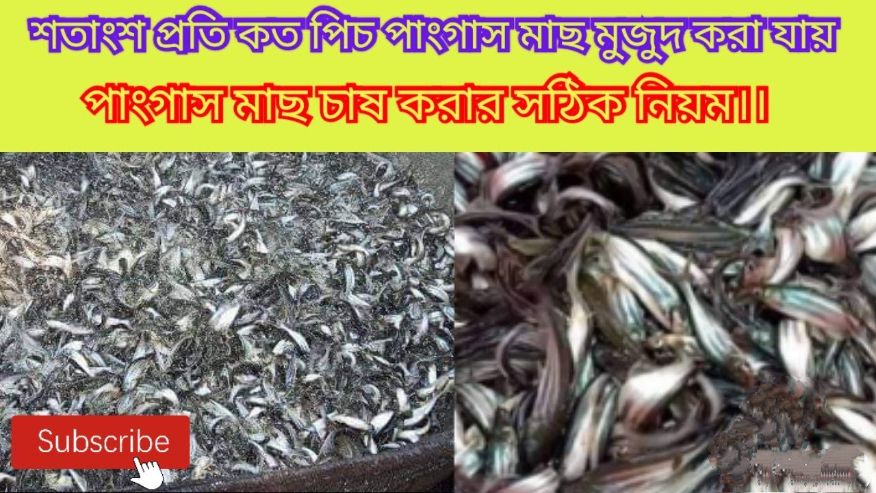 শতাংশ প্রতি কতপিচ পাংগাস মাছের পোনা মুজুদ করা যাবে ||  Pangas fish farm || Thai pangas fish