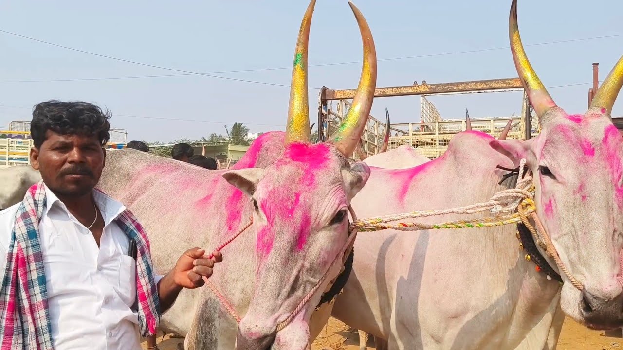పత్తికొండ సంతలో దేశపు సీమ ఎద్దులకు పలికిన ధరలు | Dheshiya Seema bull's price video's 2026