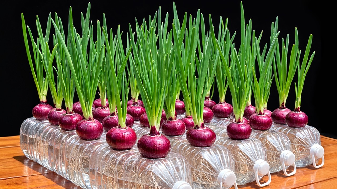 Growing Onions Hydroponically - Easy Plastic Bottle Hack For High Yield