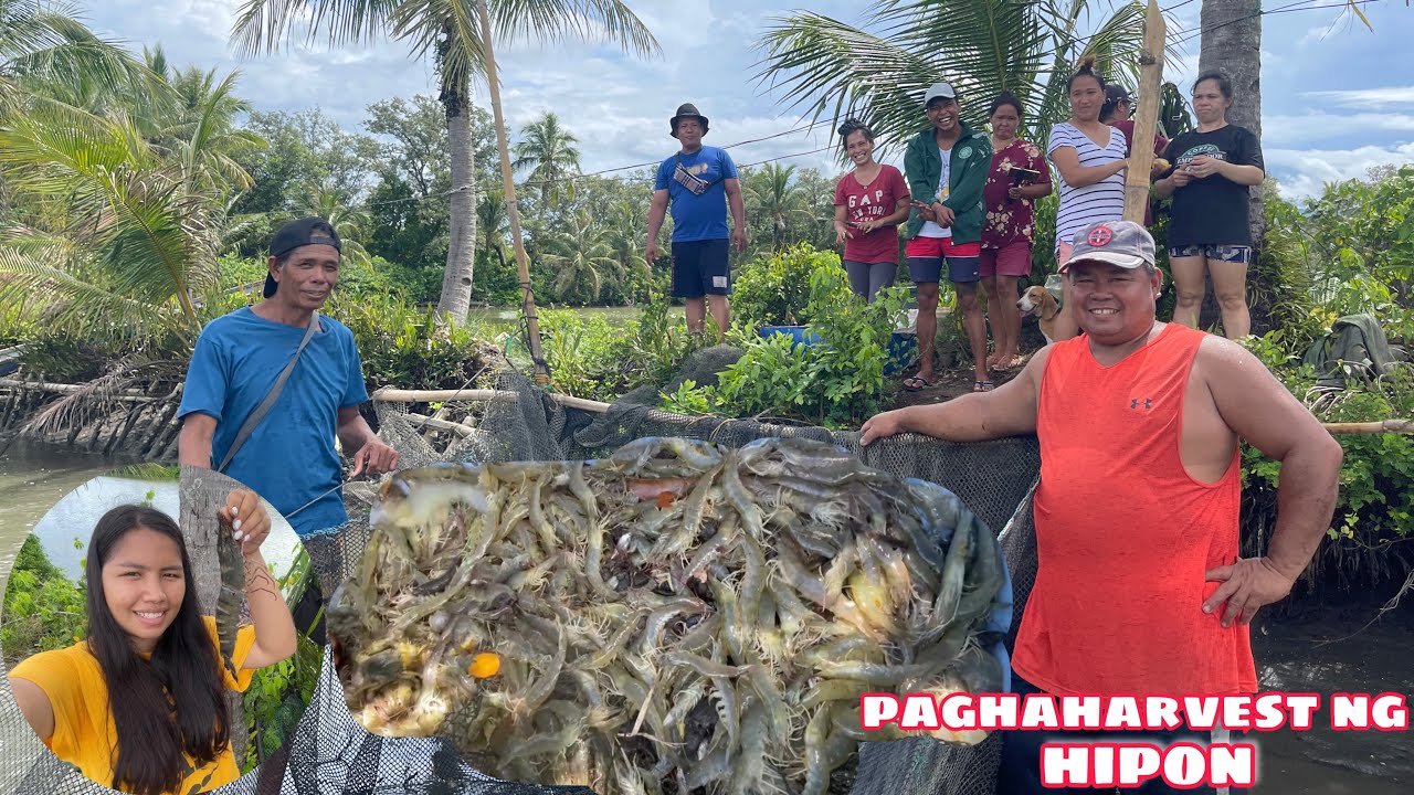 PAGHAHARVEST NG MGA HIPON SA PALAISDAAN