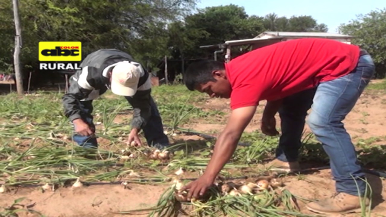 Cultivo de cebolla con riego en el Chaco