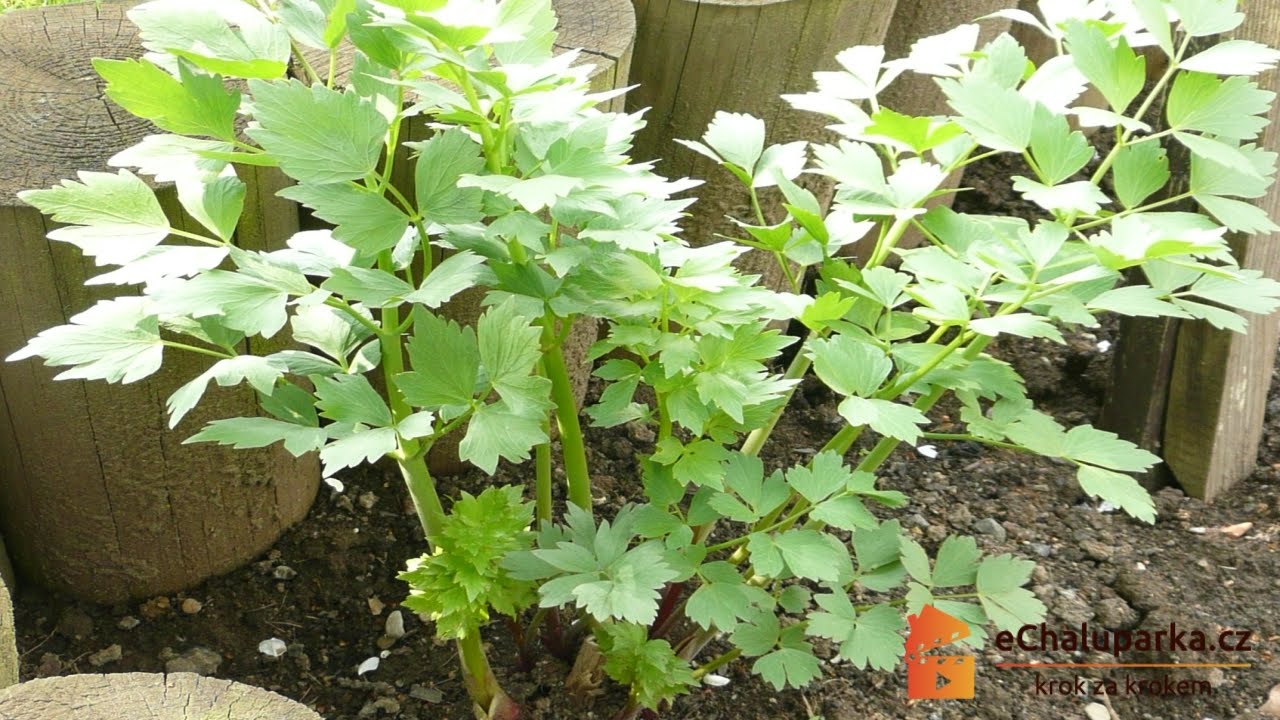 Jak pěstovat libeček lékařský. Levisticum officinale