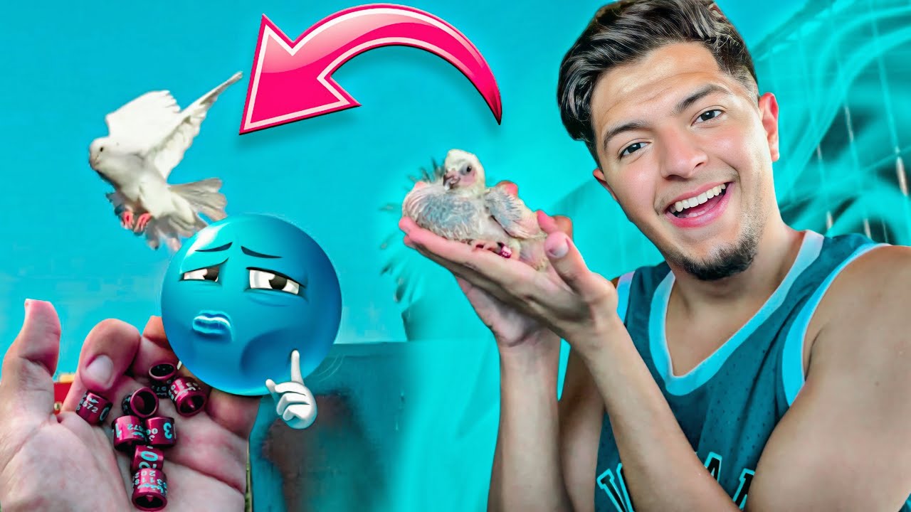 طريقة تركيب خواتم الحمام 🤔 هربت لي حمامة 🤯