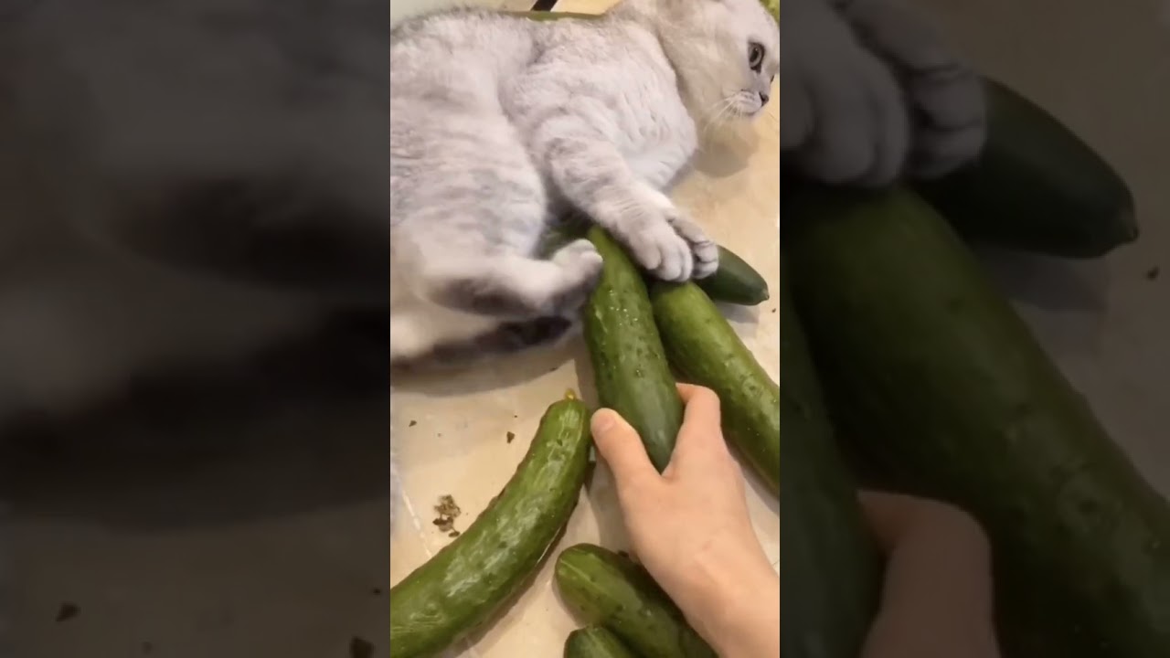 Funny cute cat vs cucumber 3