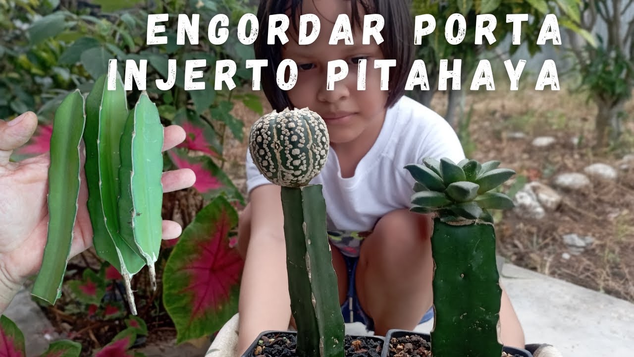 ¿Cómo Engordar Porta injerto de Pitahaya?🌵
