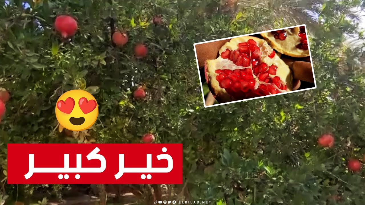 محاصيل كبيرة ذات جودة عالية للرمان بمنطقة #بوسمغون ولاية البيض😍.. شاهدوا: